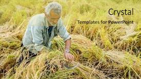  Presentation with plantation - Slide set consisting of harvesting on rice plantation background and a  colored foreground