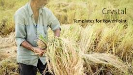  Presentation with plantation - Cool new PPT theme with harvesting-on-rice-plantation backdrop and a yellow colored foreground