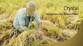  Presentation with plantation - Beautiful presentation design featuring harvesting on rice plantation backdrop and a yellow colored foreground