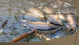  Presentation with pond - Presentation theme featuring harvesting pond czech republic background and a coral colored foreground