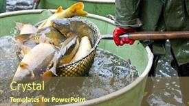  Presentation with pond - PPT theme consisting of harvesting pond background and a tawny brown colored foreground