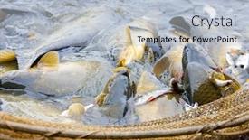  Presentation with pond - Amazing slides having harvesting pond backdrop and a light blue colored foreground