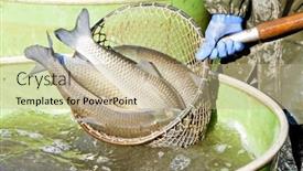  Presentation with pond - Presentation theme enhanced with fisheries - harvesting pond background and a coral colored foreground