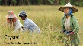  Presentation with thailand - Amazing slide deck having harvesting rice in northern thailand backdrop and a yellow colored foreground