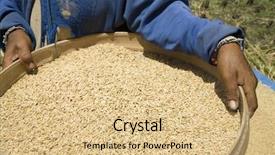  Presentation with farming - Amazing slide set having harvesting rice backdrop and a coral colored foreground