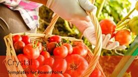  Presentation with greenhouse farm - Slide set consisting of harvesting-tomatoes-in-the-greenhouse background and a red colored foreground