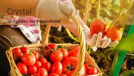  Presentation with greenhouse farm - Audience pleasing PPT theme consisting of harvesting-tomatoes-in-the-greenhouse backdrop and a gold colored foreground