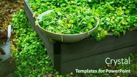  Presentation with lettuce - Slides enhanced with harvesting-winter-purslane-bushes background and a tawny brown colored foreground