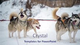  Presentation with dogs - Audience pleasing presentation consisting of haski-dogs-resting-after-rases backdrop and a sky blue colored foreground