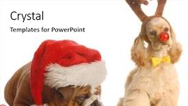  Presentation with puppy english cocker spaniel - Colorful slides enhanced with hat and american cocker spaniel backdrop and a white colored foreground