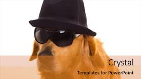  Presentation with gangster - Audience pleasing PPT layouts consisting of hat and sunglasses golden retriever backdrop and a gold colored foreground