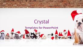  Presentation with english bulldog - Colorful PPT theme enhanced with hat leading a large team backdrop and a sky blue colored foreground