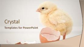  Presentation with chicken - Presentation theme with hatch - adorable baby chicken background and a lemonade colored foreground