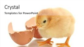  Presentation with eggshell - PPT theme with hatch - beautiful little chicken and eggshell background and a white colored foreground