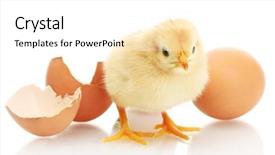  Presentation with eggshell - Colorful slide set enhanced with hatch - beautiful little chicken egg backdrop and a white colored foreground
