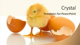  Presentation with eggshell - PPT theme with hatch - beautiful little chicken eggshell background and a yellow colored foreground