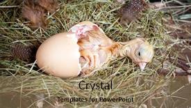  Presentation with chick - Audience pleasing theme consisting of hatch - birth of a yellow little backdrop and a coral colored foreground