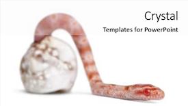  Presentation with corn - Audience pleasing theme consisting of hatch - corn snake hatching okeetee albinos backdrop and a white colored foreground