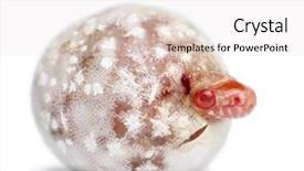  Presentation with corn - Slide deck enhanced with hatch - corn snake hatching okeetee albinos background and a sky blue colored foreground