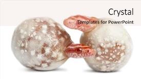  Presentation with white rat - Theme consisting of hatch - corn snake hatching pantherophis guttatus background and a lemonade colored foreground