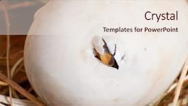  Presentation with first - PPT theme having hatch - first hole in an egg background and a sky blue colored foreground