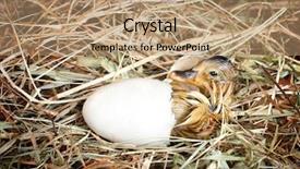  Presentation with egg - Slides having hatch - hatching little mallard duckling background and a coral colored foreground