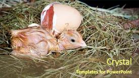  Presentation with chick - Slide deck featuring hatch - little chick beside its egg background and a tawny brown colored foreground