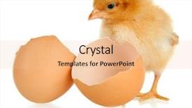  Presentation with eggshell - Audience pleasing presentation consisting of hatch - little chicken with eggshell isolated backdrop and a lemonade colored foreground