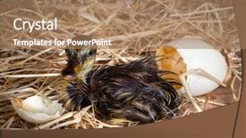  Presentation with struggle - Presentation theme featuring hatch - little duckling resting background and a coral colored foreground