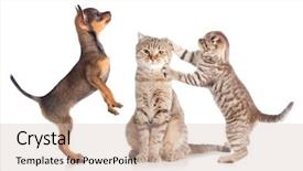  Presentation with cats - Slide deck with hatch - puppy adult and young cats background and a soft green colored foreground