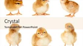  Presentation with hatchery - Cool new slides with hatchery - collage with cute little chickens backdrop and a lemonade colored foreground