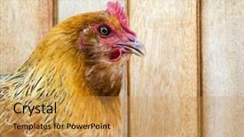  Presentation with chicken - Colorful presentation design enhanced with hatchery food - chicken backdrop and a yellow colored foreground