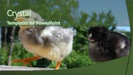  Presentation with hatchery - Presentation theme featuring hatchery food - chicken background and a tawny brown colored foreground
