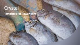  Presentation with fish port - Cool new PPT layouts with hatchery food - fresh fish at the port backdrop and a  colored foreground
