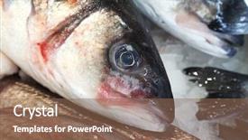  Presentation with hatchery - Slides featuring hatchery food - fresh fish on ice background and a  colored foreground