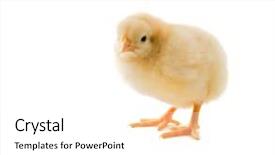  Presentation with new born chick - Cool new presentation theme with hatchery food - new born chick isolated backdrop and a white colored foreground