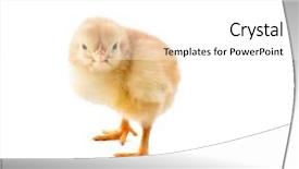  Presentation with new born chick - Amazing presentation theme having hatchery food - new born chick isolated backdrop and a  colored foreground