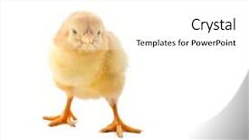  Presentation with new born chick - PPT theme consisting of hatchery food - new born chick isolated background and a white colored foreground