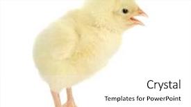  Presentation with mom and newborn - Theme consisting of hatchery food - newborn chick chirping isolated background and a white colored foreground