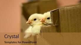  Presentation with baby chicks ducks and blocks - Audience pleasing slides consisting of hatchery food - one day baby chicken backdrop and a gold colored foreground