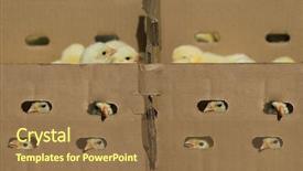  Presentation with baby food - Presentation theme featuring hatchery food - one day baby chicken background and a tawny brown colored foreground