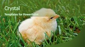  Presentation with chicks - Audience pleasing slides consisting of hatchery food - sweet easter chicks in grass backdrop and a tawny brown colored foreground