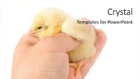  Presentation with hatchery - Amazing slides having hatchery food - sweet easter chicks isolated backdrop and a white colored foreground