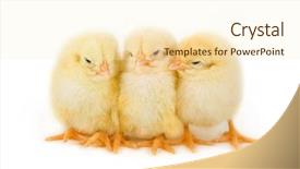  Presentation with chicks - PPT theme having hatchery food - sweet easter chicks isolated background and a cream colored foreground