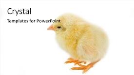  Presentation with hatchery - Theme enhanced with japanese traditional cuisine - different types of nigiri sushi tuna maguro salmon sake and eel unagi with wasabi and ginger on bamboo mat isolated over white background background and a coral colored foreground