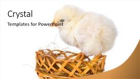  Presentation with chicken poultry farm white layer - Cool new presentation theme with hatching - cute little newborn chicken backdrop and a white colored foreground