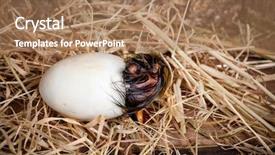  Presentation with last - Colorful slide set enhanced with hatching duck egg in its backdrop and a coral colored foreground