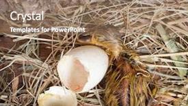  Presentation with abstract yellow gold and white - Presentation having hatching from its white egg background and a coral colored foreground