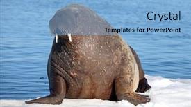  Presentation with cow - Amazing slide deck having hauling - walrus cow on ice floe backdrop and a light blue colored foreground