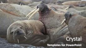  Presentation with haul truck safety - Presentation theme with hauling - walrus family haul background and a dark gray colored foreground